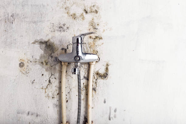 Best Certified Mold Removal  in Bothell East, WA