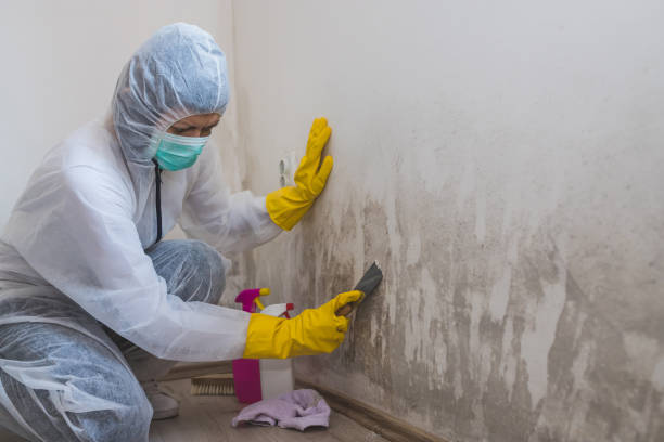 Best Mold Cleaning Services  in Bothell East, WA