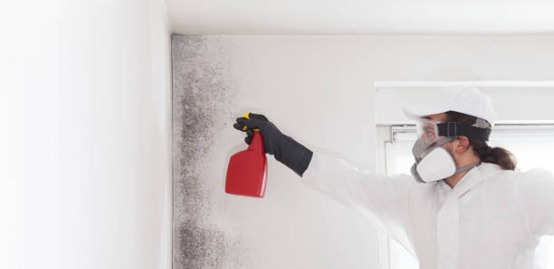 Office Mold Removal Services in Bothell East, WA