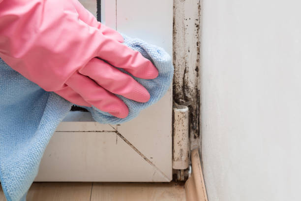 Best Mold Remediation  in Bothell East, WA
