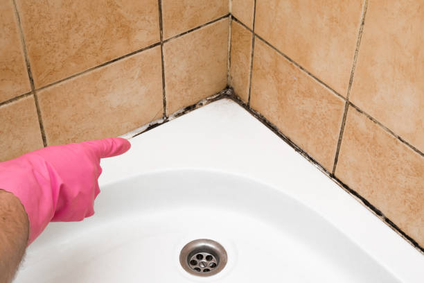 Mold Removal and Inspection in Bothell East, WA