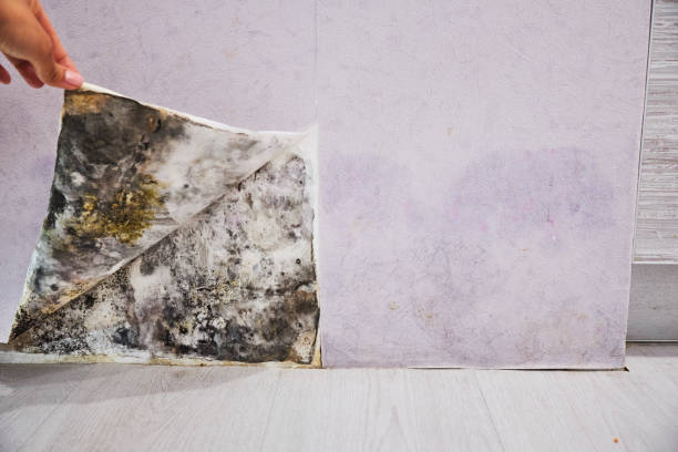 Best Affordable Mold Removal  in Bothell East, WA